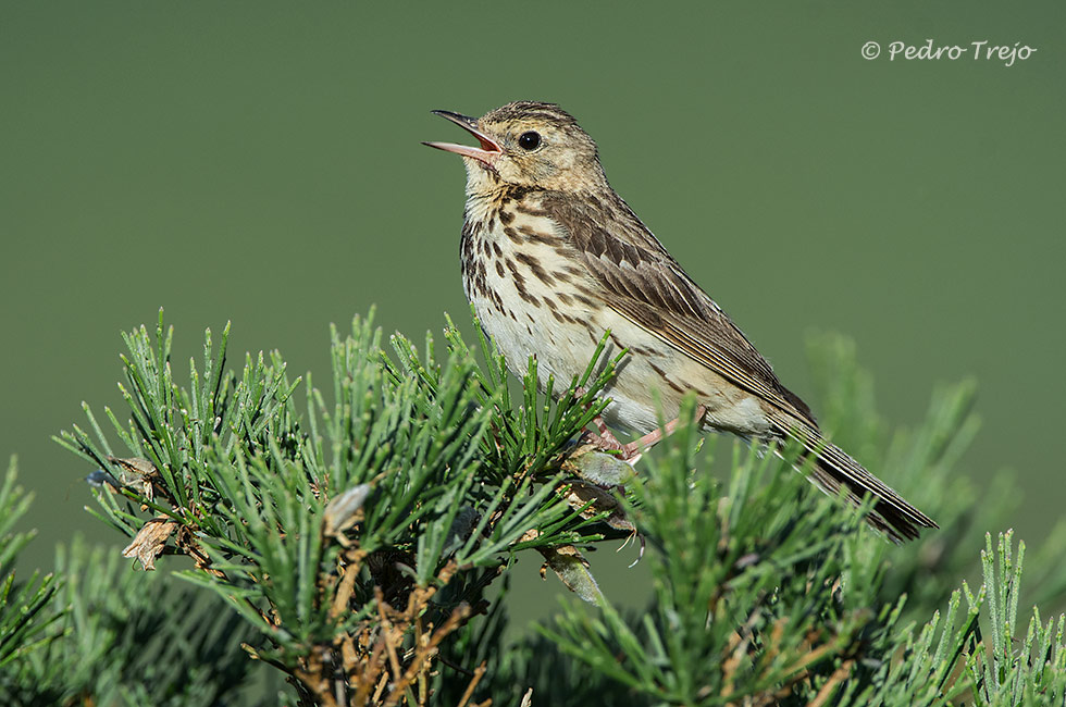 Bisbita arbóreo (Anthus trivialis)